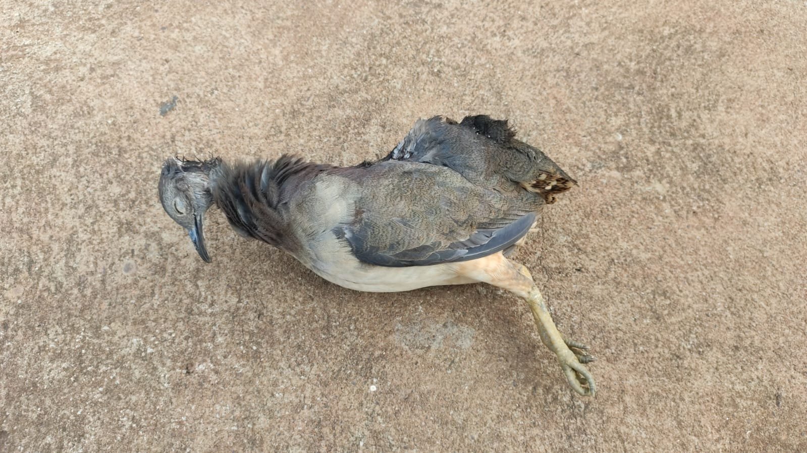 Pai e filho são presos por caça de ave silvestre em Bataguassu