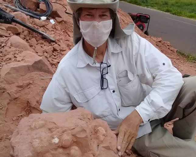 Ninhada com ovos de crocodilo e dinossauro são encontradas em Prudente Ninhada com ovos de crocodilo e dinossauro são encontradas em Prudente