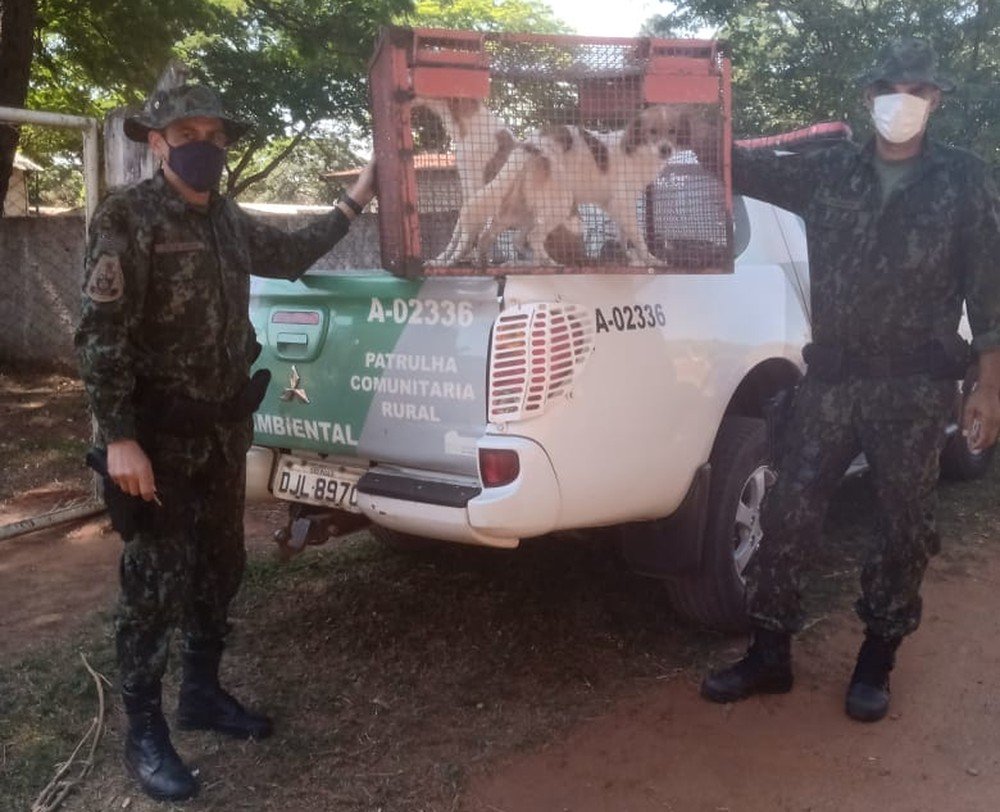 Rapaz é multado em R$ 12 mil por maus-tratos a animais domésticos e morte de cão, em Presidente Venceslau Rapaz é multado em R$ 12 mil por maus-tratos a animais domésticos e morte de cão, em Presidente Venceslau