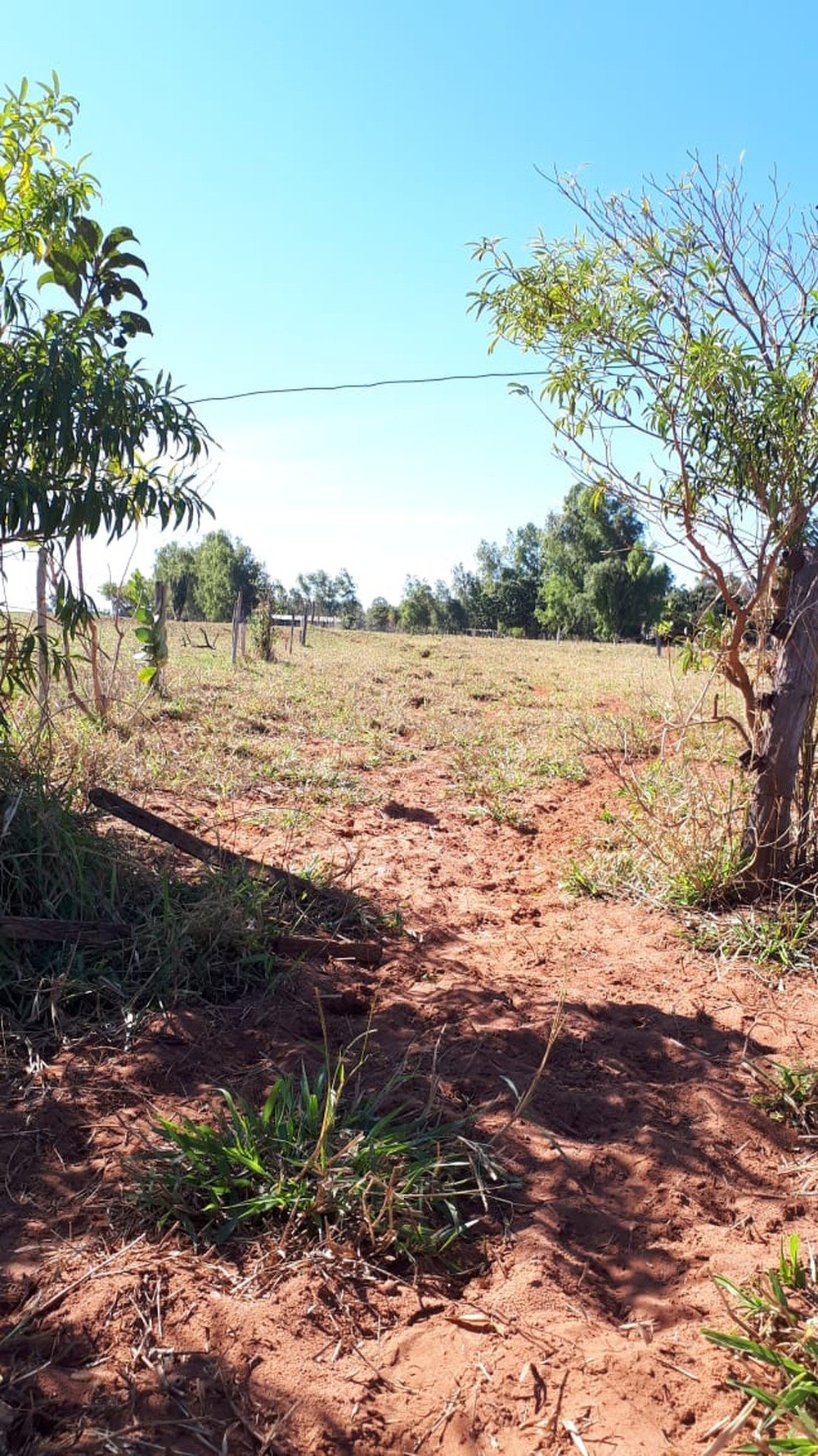 Assentado é autuado em R$ 21,3 mil por pastoreio de bovinos em área de regeneração natural Assentado é autuado em R$ 21,3 mil por pastoreio de bovinos em área de regeneração natural
