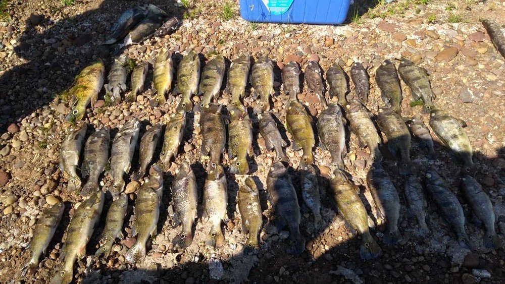 Pescadores relacionam morte de peixes com queda no nível do Rio Paraná após redução de vazão em usina hidrelétrica Pescadores relacionam morte de peixes com queda no nível do Rio Paraná após redução de vazão em usina hidrelétrica