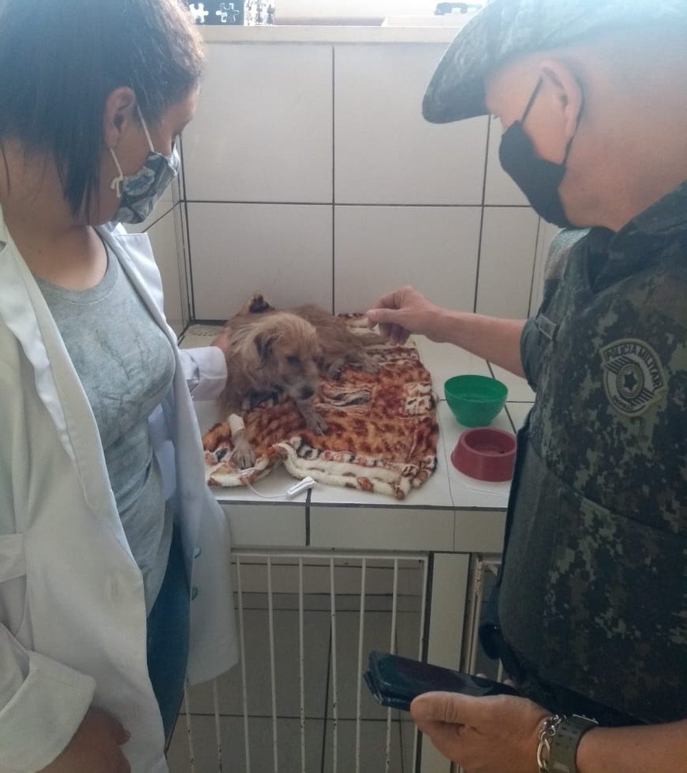 Homem recebe multa de R$ 3 mil por maus-tratos a cadela Homem recebe multa de R$ 3 mil por maus-tratos a cadela