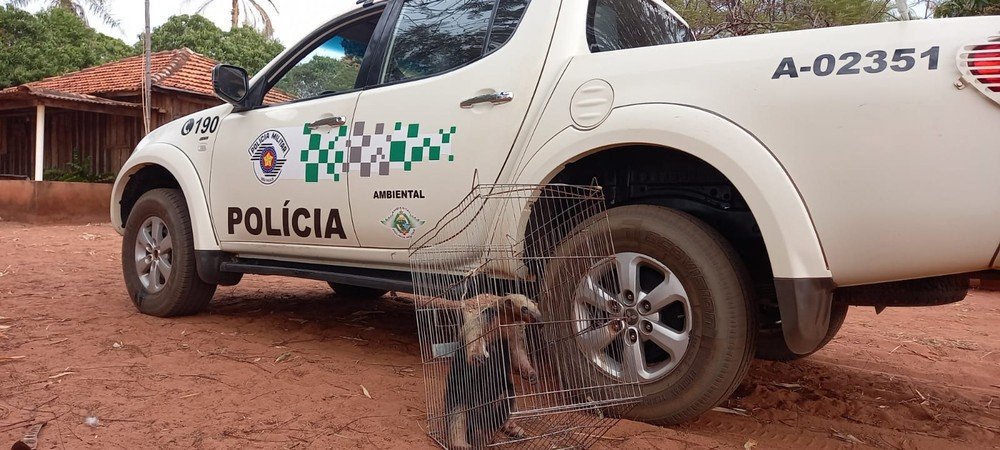 Tamanduá-mirim é resgatado pela Polícia Ambiental após fugir de incêndio que atingiu área rural em Marabá Paulista