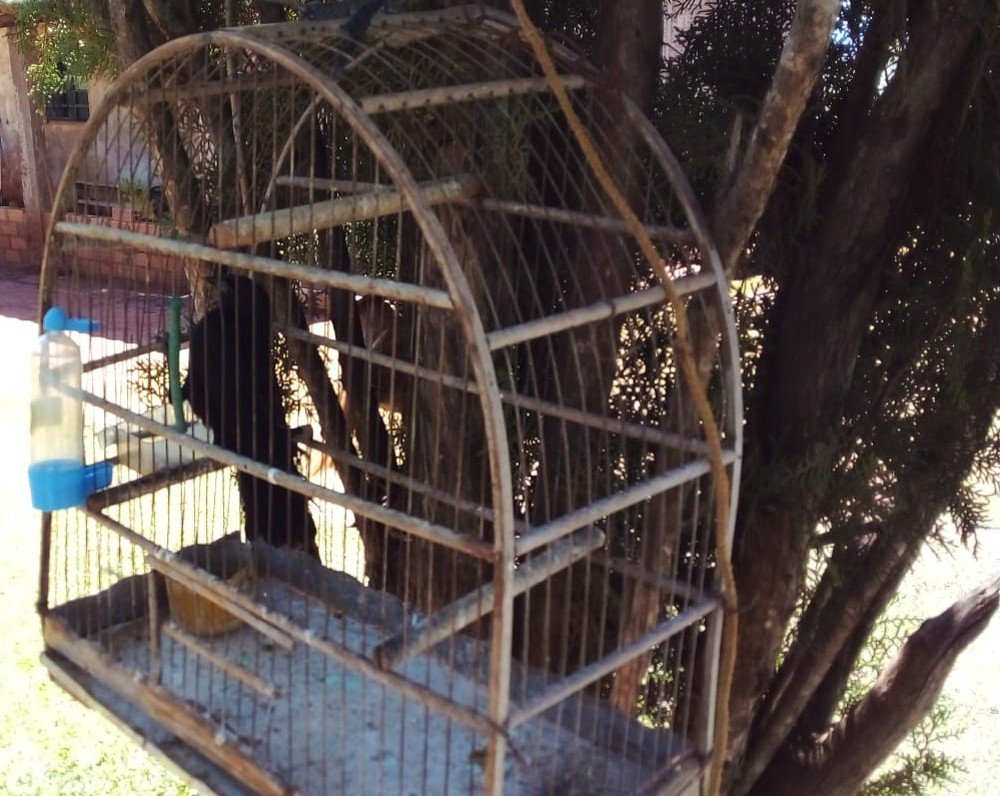 Polícia Ambiental resgata aves que eram mantidas irregularmente em cativeiro e as liberta na natureza
