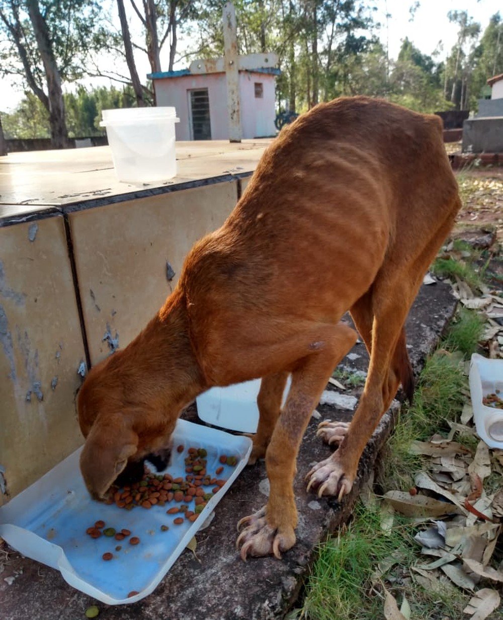 Sitiante leva multa de R$ 6 mil por abandonar cachorras sem água e alimento em cemitério Sitiante leva multa de R$ 6 mil por abandonar cachorras sem água e alimento em cemitério