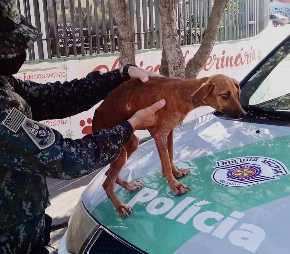 Sitiante leva multa de R$ 6 mil por abandonar cachorras sem água e alimento em cemitério Sitiante leva multa de R$ 6 mil por abandonar cachorras sem água e alimento em cemitério