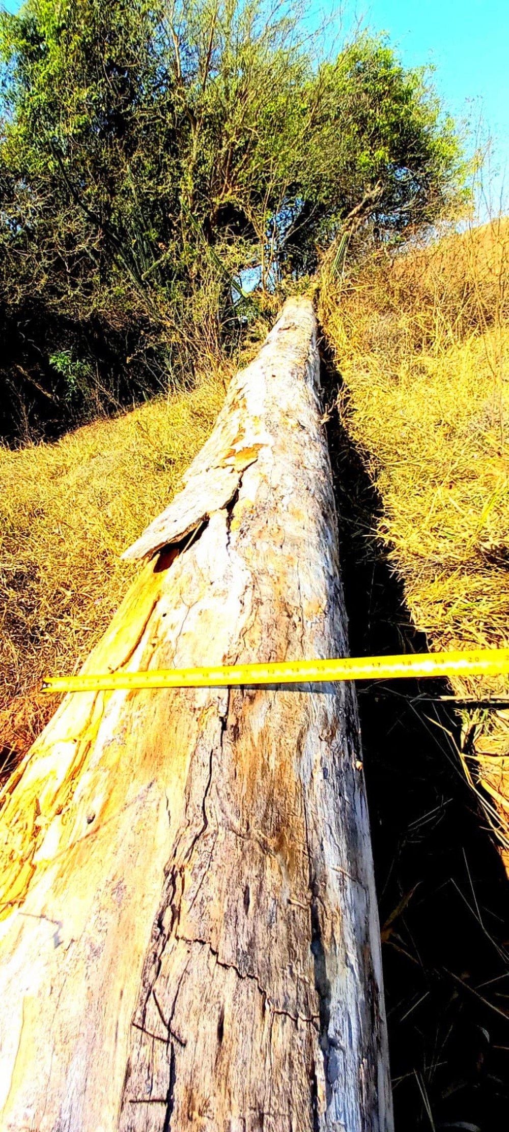 Polícia autua fazenda em R$ 95,3 mil após flagrar supressão de 166 árvores nativas e degradação ambiental em Marabá Paulista