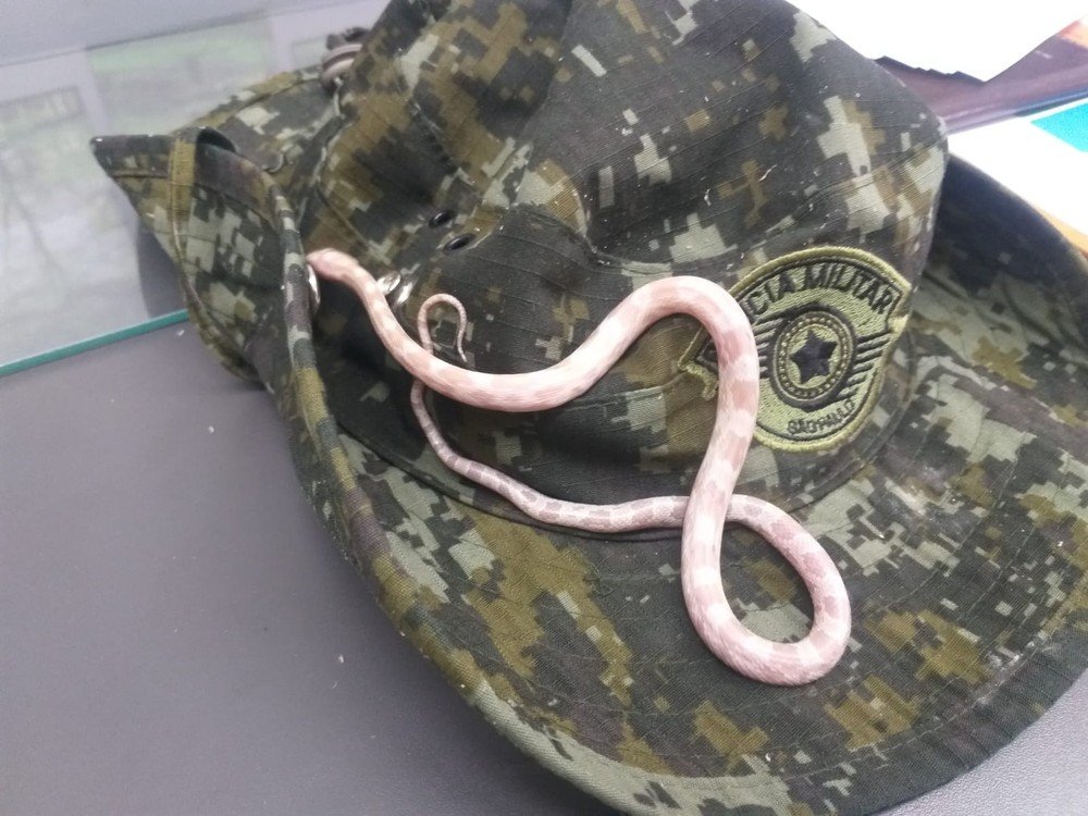 Cobra de espécie originária dos Estados Unidos é encontrada dentro de ônibus interestadual em Prudente