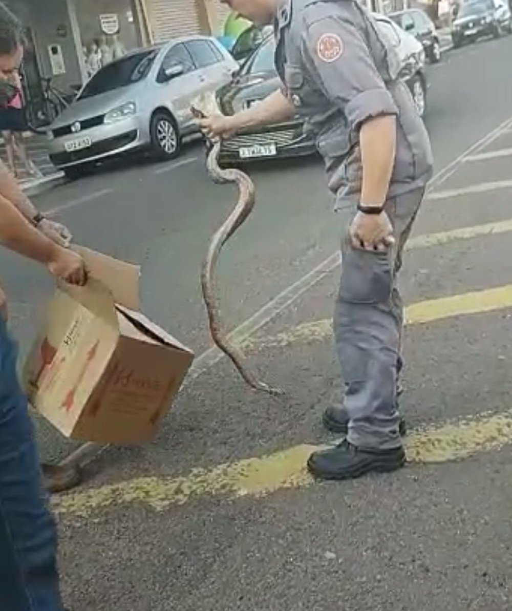 Jiboia é flagrada no meio da Avenida Presidente Vargas, em Presidente Epitácio Jiboia é flagrada no meio da Avenida Presidente Vargas, em Presidente Epitácio