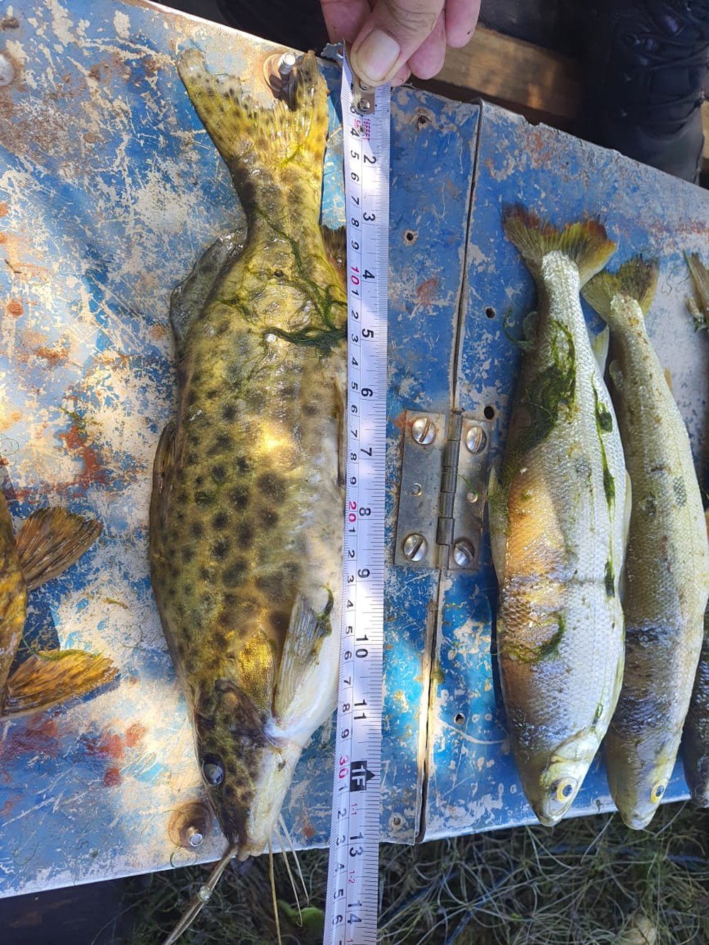 Homem recebe multa de mais de R$ 1 mil ao ser flagrado com petrecho não permitido para pesca amadora e peixes