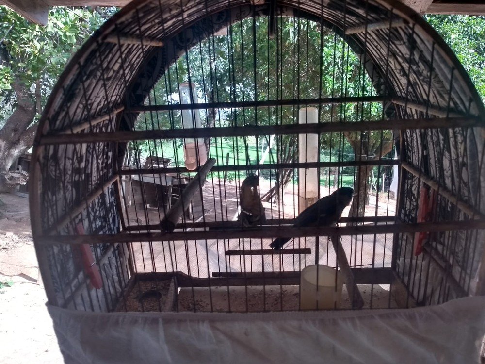 Polícia Ambiental resgata aves silvestres mantidas irregularmente em cativeiro em fazenda Polícia Ambiental resgata aves silvestres mantidas irregularmente em cativeiro em fazenda
