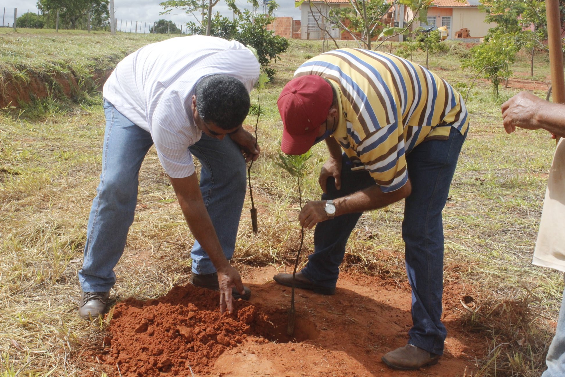 Mudas doadas pela Pontal Flora são plantadas em conjunto habitacional de Piquerobi Mudas doadas pela Pontal Flora são plantadas em conjunto habitacional de Piquerobi