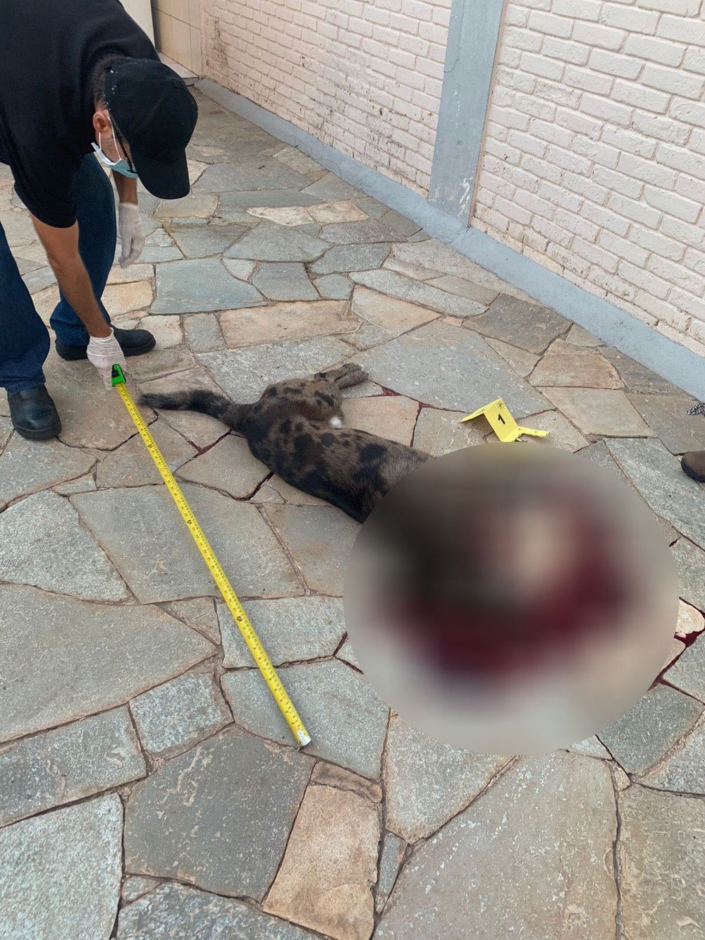 Justiça mantém preso homem que matou o próprio cachorro com tiro de pistola: 'comportamento violento e injustificável' Justiça mantém preso homem que matou o próprio cachorro com tiro de pistola: 'comportamento violento e injustificável'