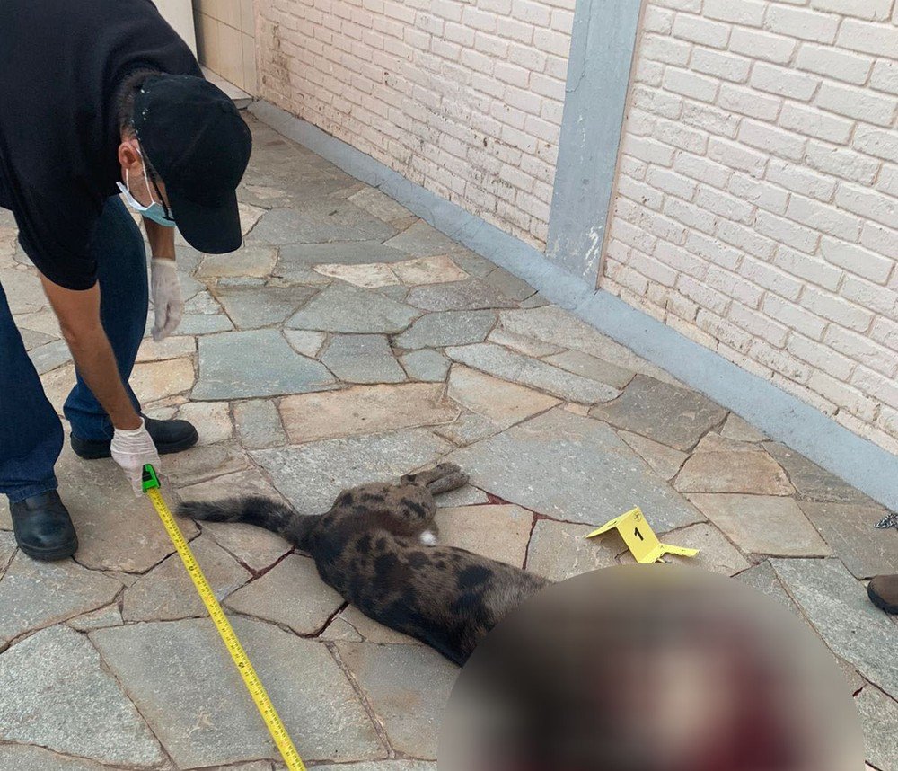 Com medidas cautelares, TJ-SP manda soltar engenheiro civil que matou o próprio cão com tiro de pistola Com medidas cautelares, TJ-SP manda soltar engenheiro civil que matou o próprio cão com tiro de pistola