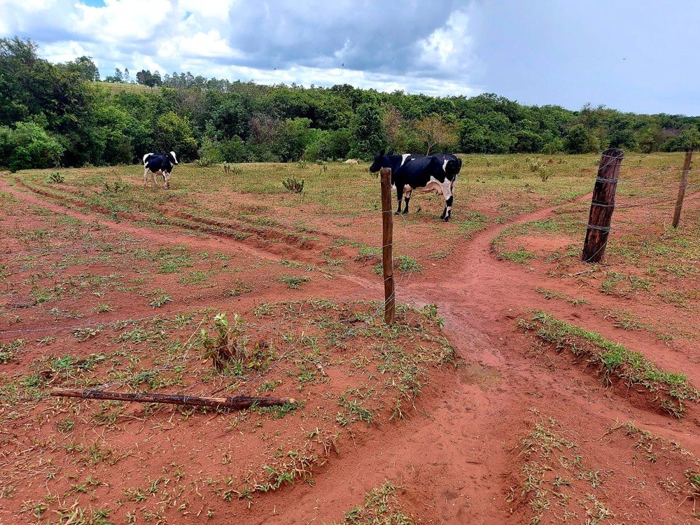 Sitiante recebe multa de mais de R$ 136 mil por pastoreio de gado em área de reserva Sitiante recebe multa de mais de R$ 136 mil por pastoreio de gado em área de reserva