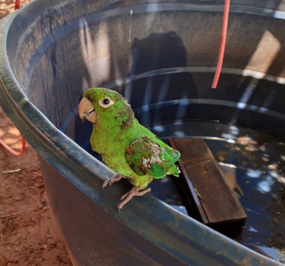 Assentado é multado em R$ 2 mil por manter animais silvestres em cativeiro, sem autorização Assentado é multado em R$ 2 mil por manter animais silvestres em cativeiro, sem autorização