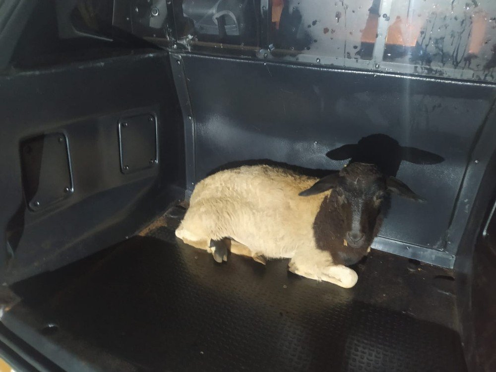 Suspeitos abandonam carro com carneiros furtados de propriedade rural após veículo bater em barreira de terra Suspeitos abandonam carro com carneiros furtados de propriedade rural após veículo bater em barreira de terra