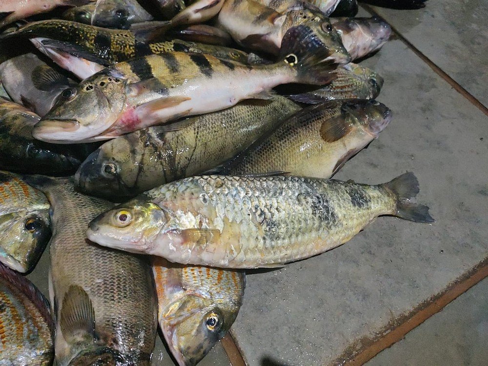 Pescador é autuado em R$ 2,5 mil por pescar 76 quilos de peixes de espécies nativas durante a piracema Pescador é autuado em R$ 2,5 mil por pescar 76 quilos de peixes de espécies nativas durante a piracema