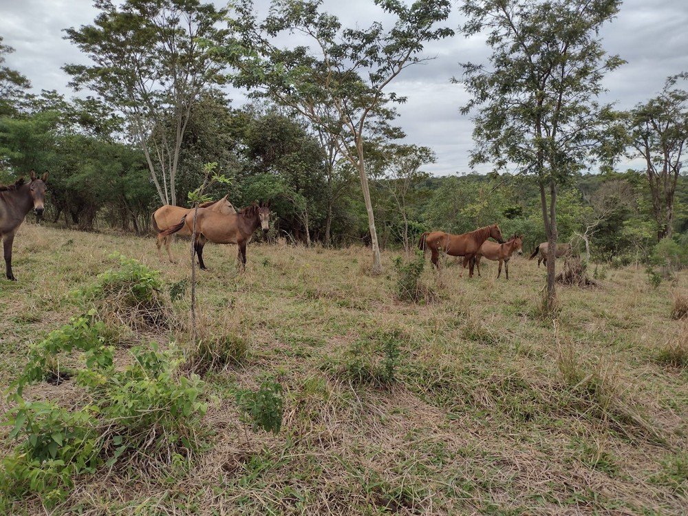 Assentados são multados em mais de R$ 35 mil por pastoreio de gado em área de reserva Assentados são multados em mais de R$ 35 mil por pastoreio de gado em área de reserva