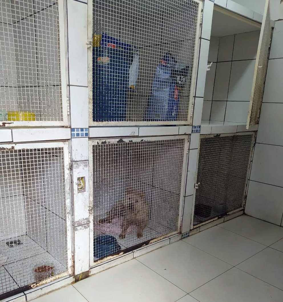 Médico veterinário é multado em R$ 21 mil por maus-tratos a seis cachorros e um gato Médico veterinário é multado em R$ 21 mil por maus-tratos a seis cachorros e um gato