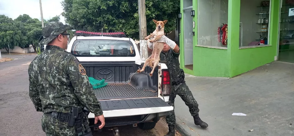 Homem é preso em flagrante por maus-tratos a cachorro resgatado pela Polícia Ambiental em Presidente Venceslau Homem é preso em flagrante por maus-tratos a cachorro resgatado pela Polícia Ambiental em Presidente Venceslau