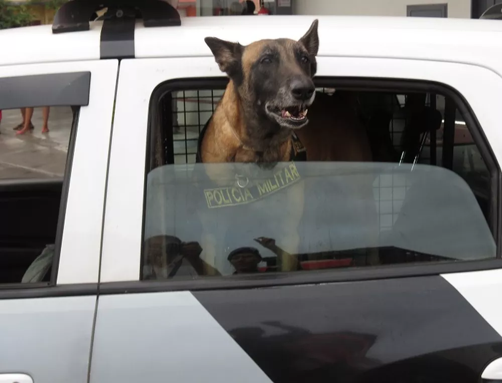 Cão farejador encontra drogas escondidas em painel de veículo e três pessoas da mesma família acabam presas por tráfico