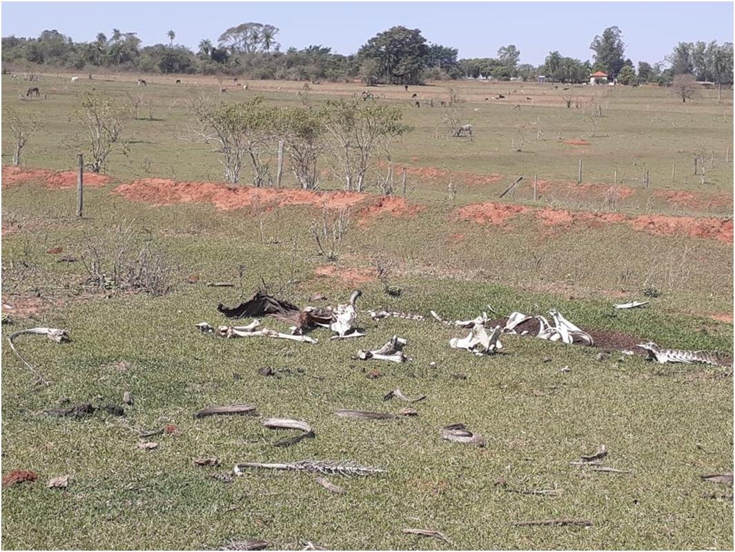 Assentado é autuado em R$ 57 mil por “maus-tratos” a 19 bois em Mirante do Paranapanema (SP) Assentado é autuado em R$ 57 mil por “maus-tratos” a 19 bois em Mirante do Paranapanema (SP)