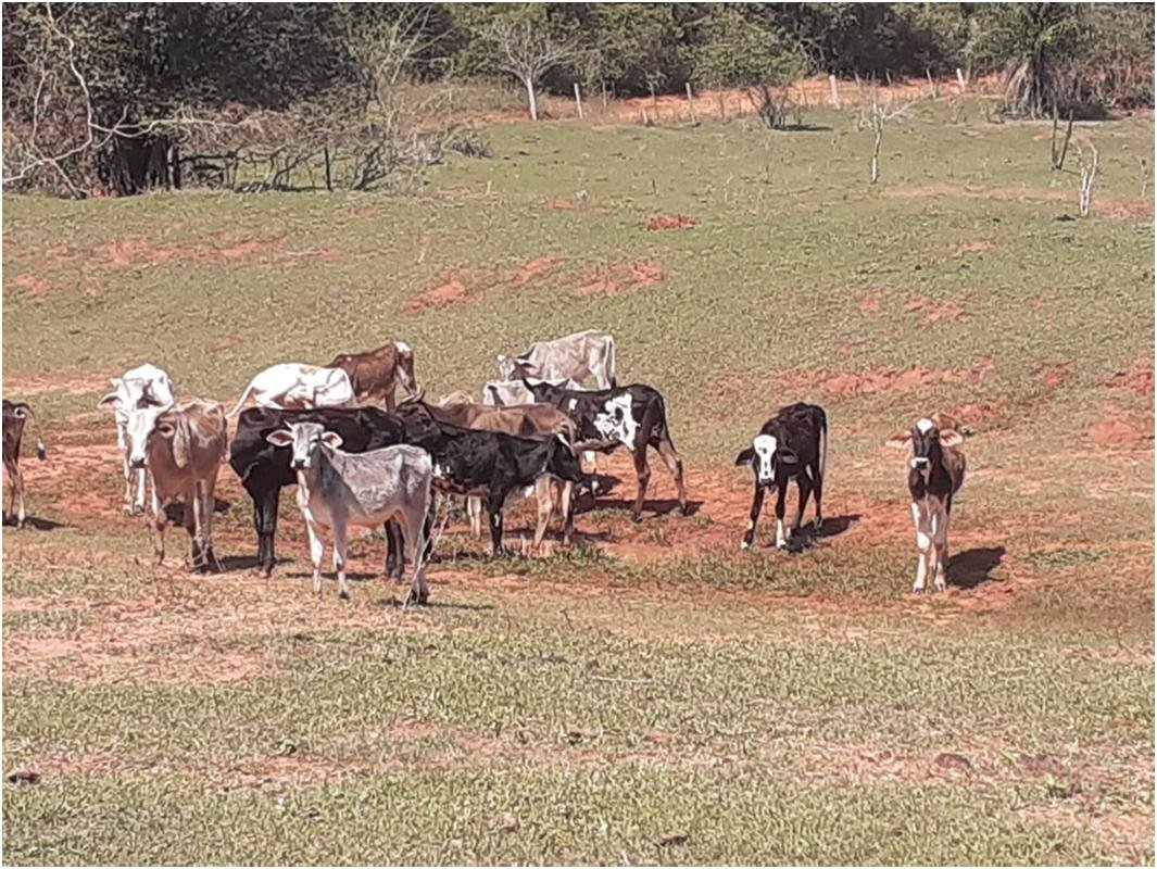Assentado é autuado em R$ 57 mil por “maus-tratos” a 19 bois em Mirante do Paranapanema (SP) Assentado é autuado em R$ 57 mil por “maus-tratos” a 19 bois em Mirante do Paranapanema (SP)