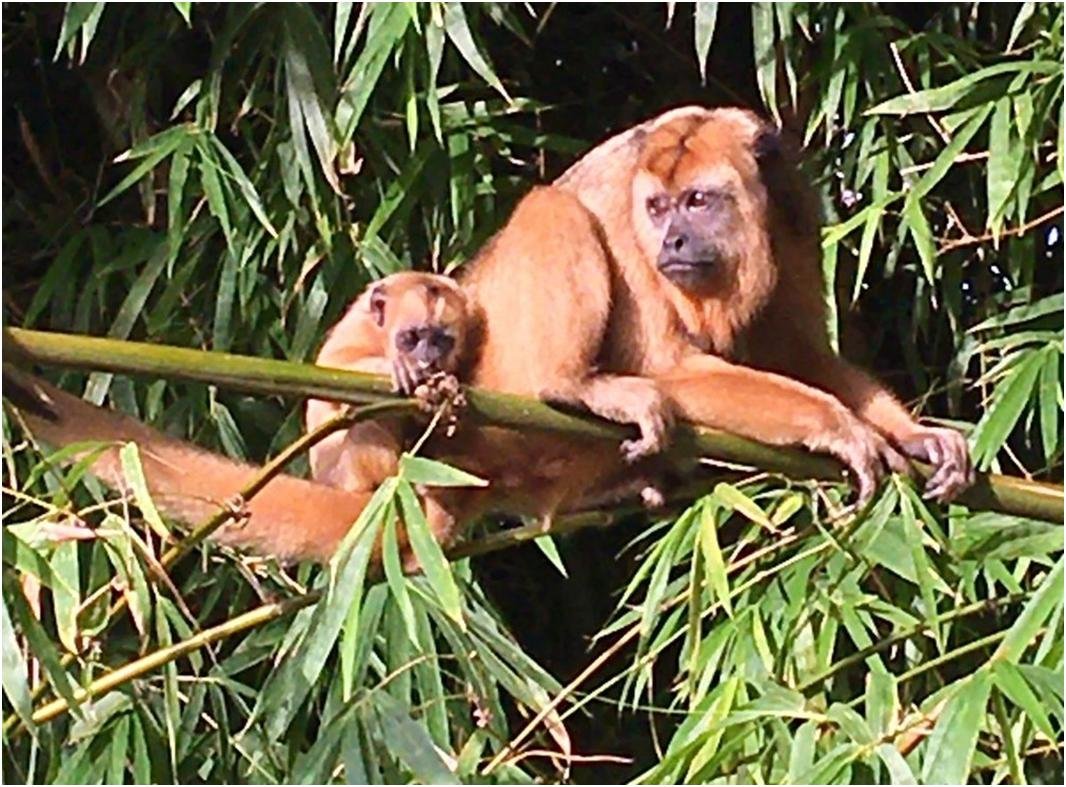 Ameaçado de Extinção; Filhote de bugio aparece acompanhado da mãe em mata na zona urbana de Venceslau