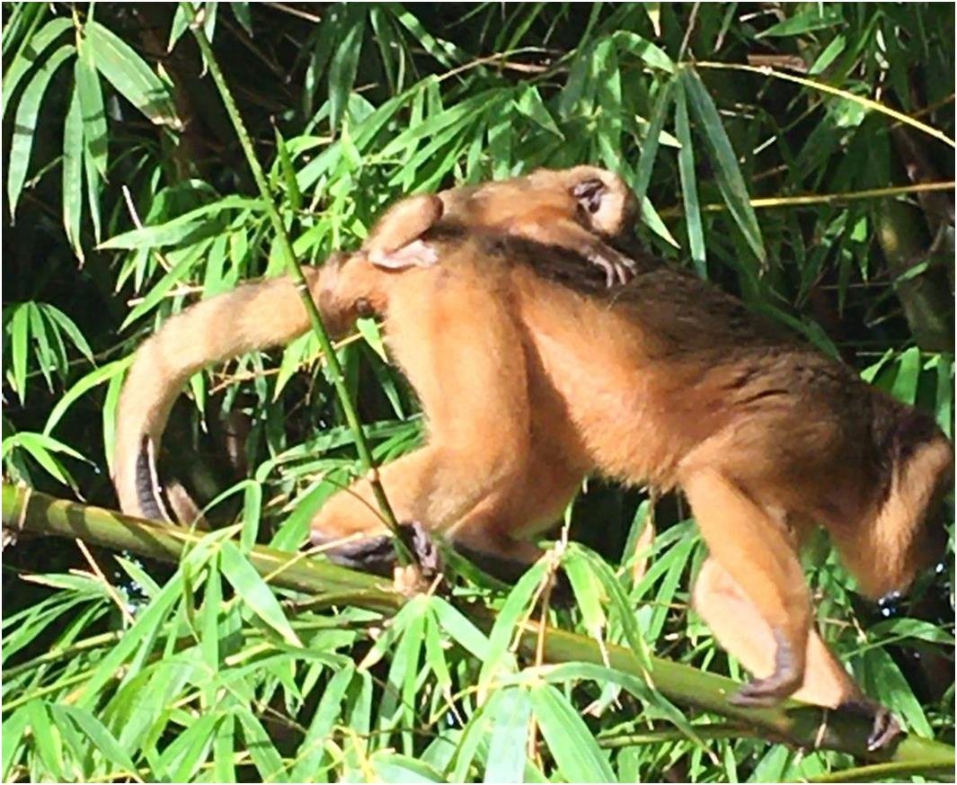 Ameaçado de Extinção; Filhote de bugio aparece acompanhado da mãe em mata na zona urbana de Venceslau