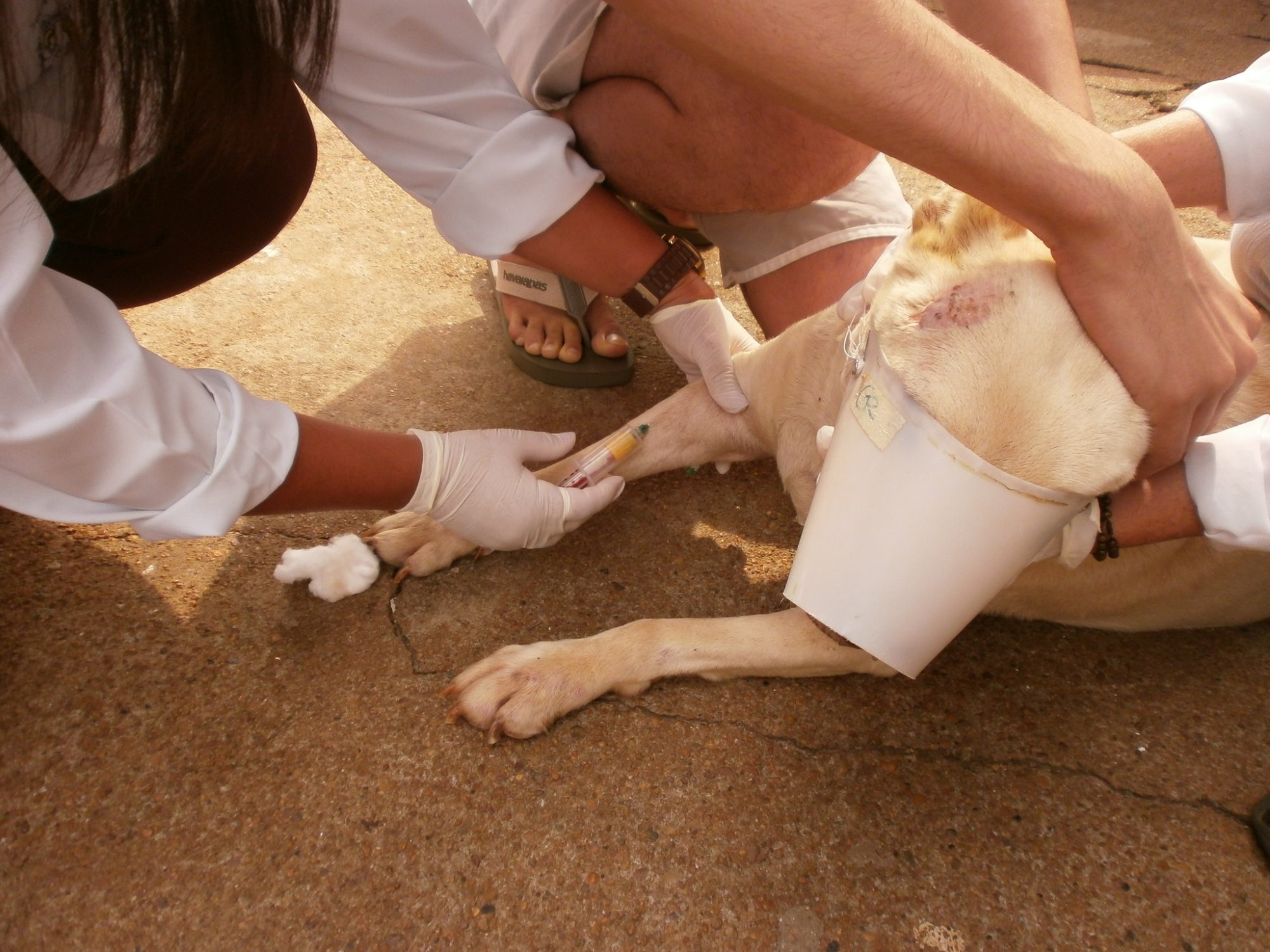 'Combate a Leishmaniose'; Programação para a coleta de sangue de cães para exame, é divulgada em Venceslau; Confira os locais durante a semana!