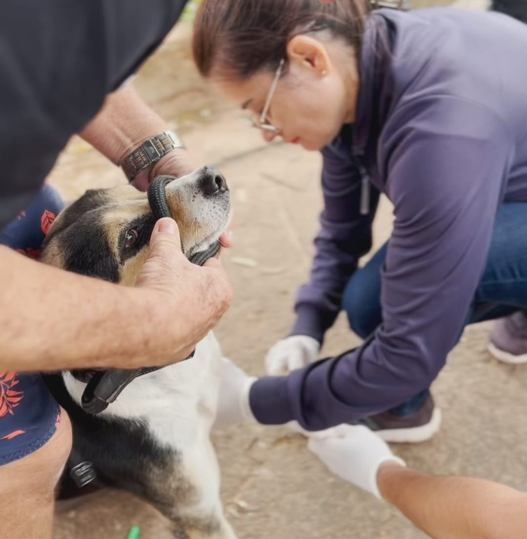 'Combate a Leishmaniose'; Núcleo de Endemias de Venceslau realizou, mais de 200 coletas para exame em cães, durante semana de combate a doença!