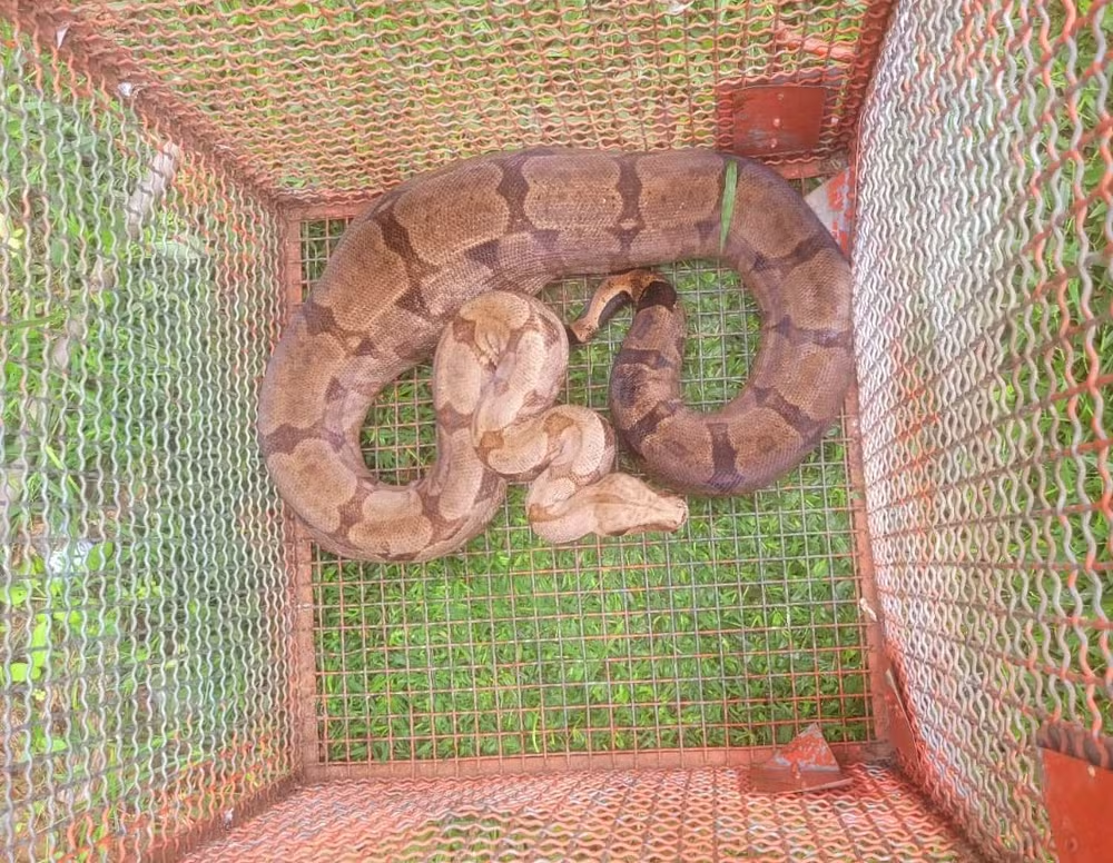 'Visita Inesperada'; Jiboia com mais de dois metros, é capturada pela Polícia Ambiental na Penitenciaria 1, em Venceslau!