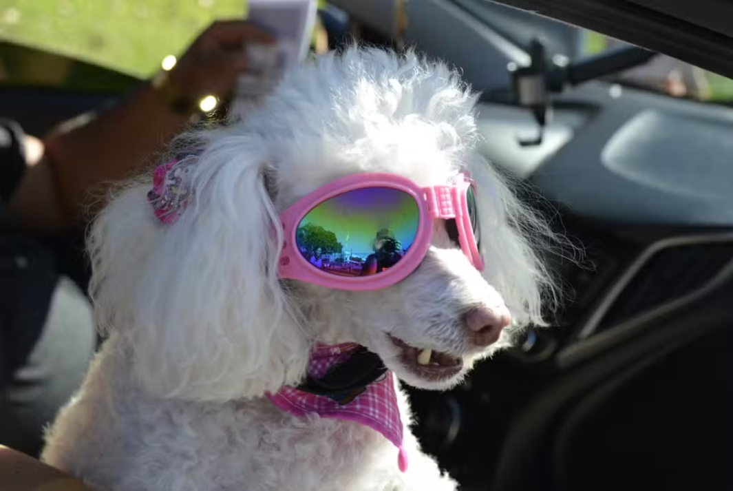 '17ª Mania de Cão'; Com formato três em um, composto de um concurso cultural e um programa televisivo já realizados, evento está realizando um drive-thru agora no Parque do Povo, em Prudente; Até às 17h!