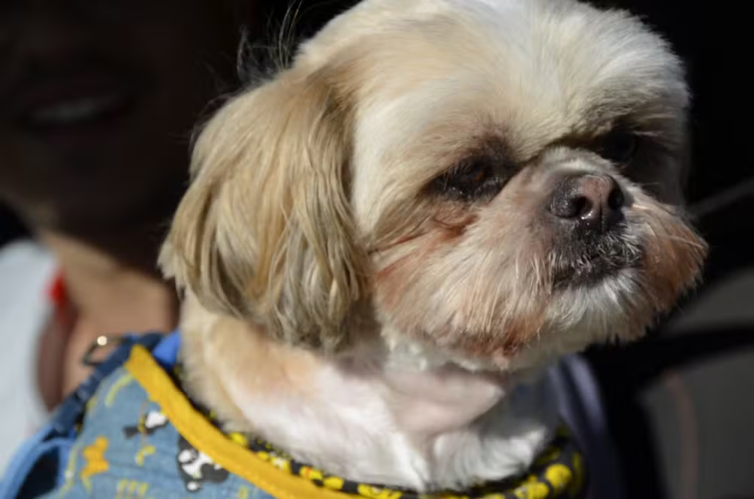 '17ª Mania de Cão'; Com formato três em um, composto de um concurso cultural e um programa televisivo já realizados, evento está realizando um drive-thru agora no Parque do Povo, em Prudente; Até às 17h!