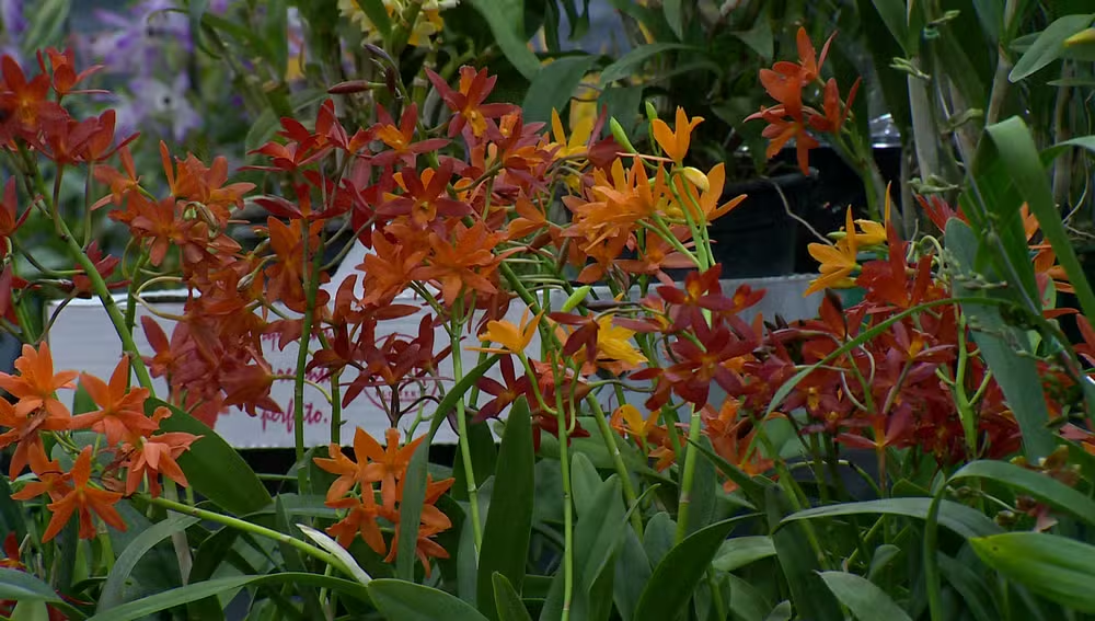 '45ª Edição'; Com diferentes cores e espécies e a presença de colecionadores e produtores da região, Exposição Nacional de Orquídeas está sendo realizada em Prudente; Até domingo!