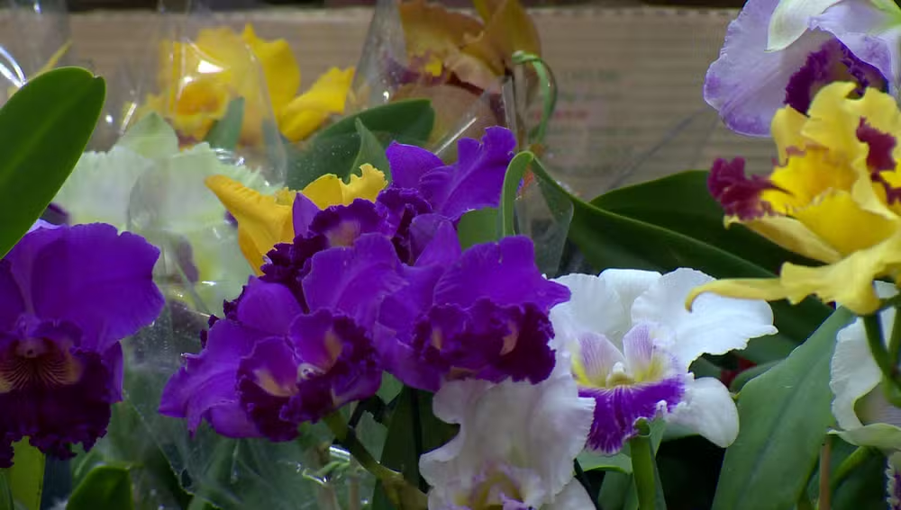 '45ª Edição'; Com diferentes cores e espécies e a presença de colecionadores e produtores da região, Exposição Nacional de Orquídeas está sendo realizada em Prudente; Até domingo!