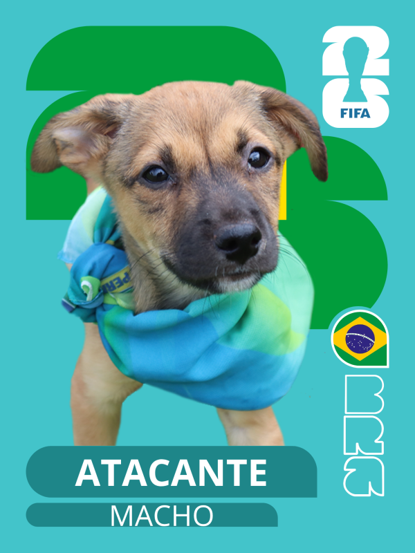 Prefeitura de Presidente Epitácio lança “cãovocação” para incentivar adoção de pets Prefeitura de Presidente Epitácio lança “cãovocação” para incentivar adoção de pets