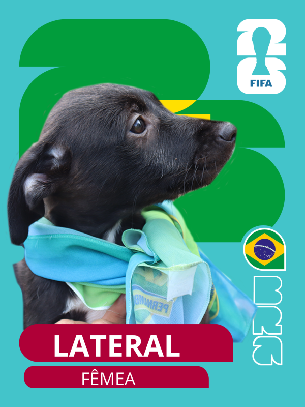 Prefeitura de Presidente Epitácio lança “cãovocação” para incentivar adoção de pets Prefeitura de Presidente Epitácio lança “cãovocação” para incentivar adoção de pets