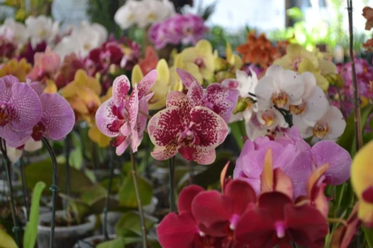 '12ª Exposição de Orquídeas'; Evento se encerra neste domingo em Venceslau, e contou com expositores convidados de outras localidades incluindo Paraná; Até às 16h!