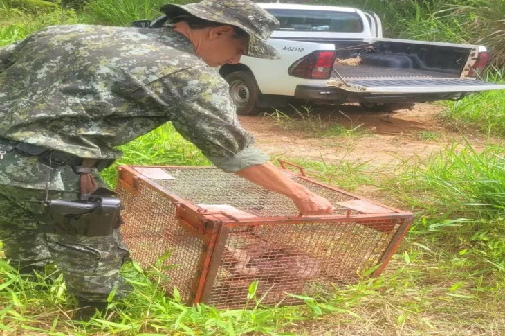 'Visita Inesperada'; Jiboia com mais de dois metros, é capturada pela Polícia Ambiental na Penitenciaria 1, em Venceslau!