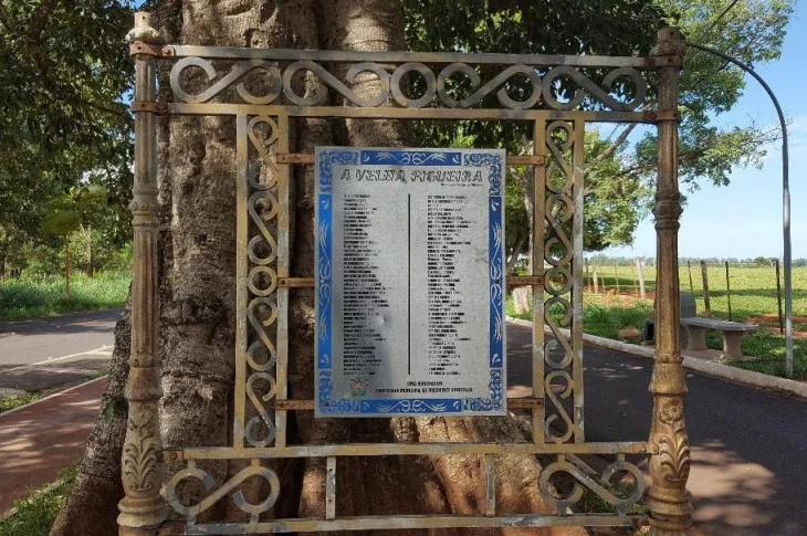 A figueira mais linda da região