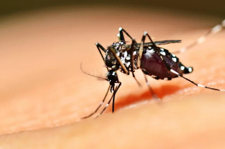 Ação de densidade larvária em Epitácio gera índice que deixa município em situação de alerta