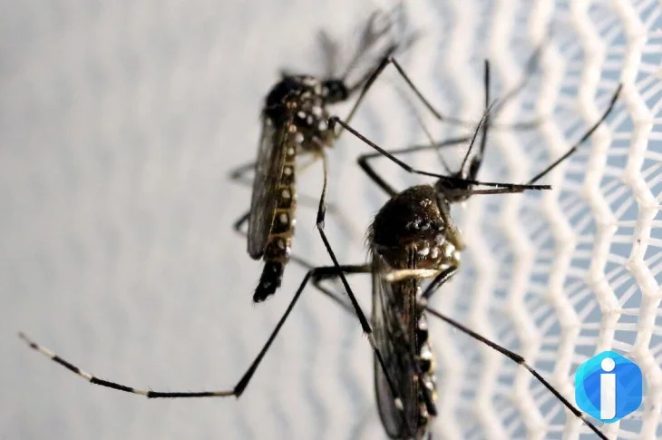 Aedes aegypti: quase metade dos municípios está em alerta ou risco