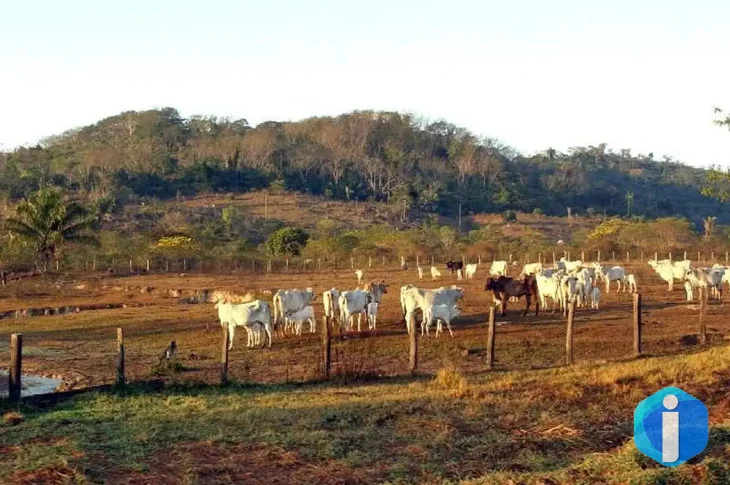 Agropecuária ocupa territórios próximos aos preservados na Amazônia