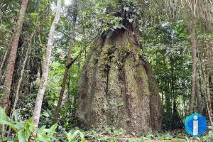Amazonas ganha quatro reservas de desenvolvimento sustentável