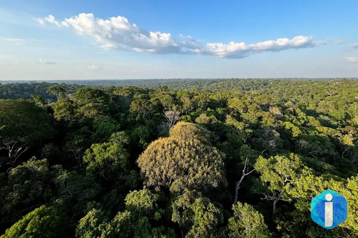 Amazônia e Cerrado evitaram emissões equivalentes às do Japão