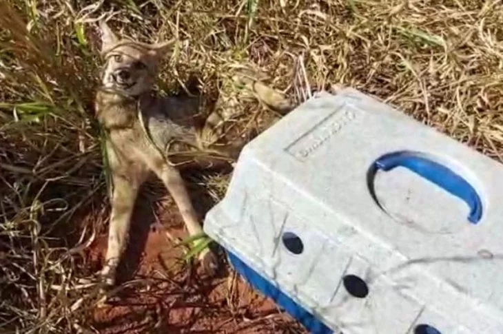 Ambientalistas resgatam cachorro-do-mato vítima de atropelamento em estrada vicinal em Presidente Epitácio