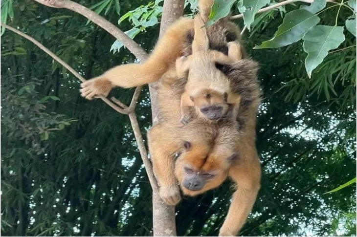 Ameaçado de Extinção; Filhote de bugio aparece acompanhado da mãe em mata na zona urbana de Venceslau
