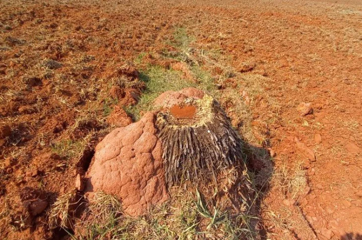 Após denúncia, Polícia Ambiental multa sitiante em R$ 2,7 mil pelo corte irregular de árvores nativas